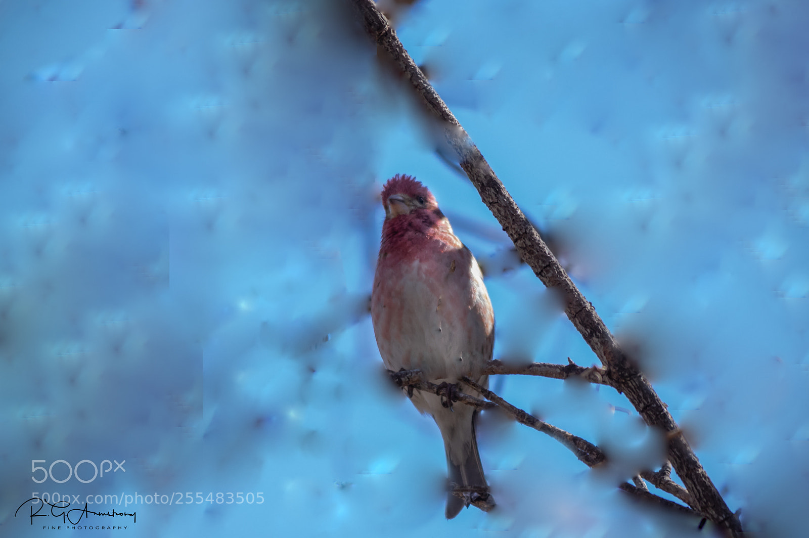 Pentax K-3 II sample photo. Pine grosbeak photography