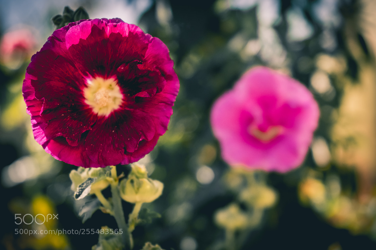 Sony a7 sample photo. Look at me photography