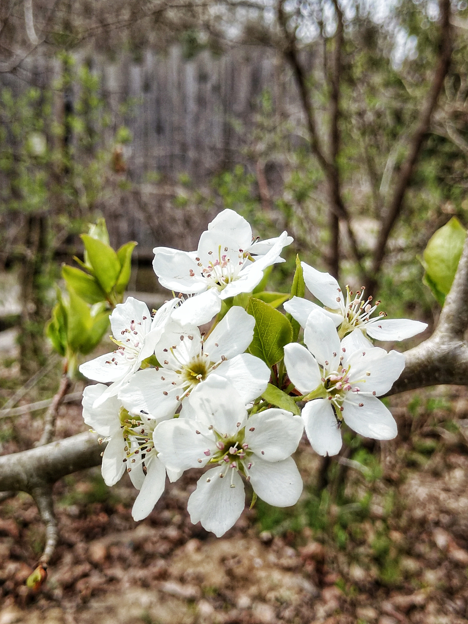 Motorola Moto Z (2) sample photo. Apple blossoms photography