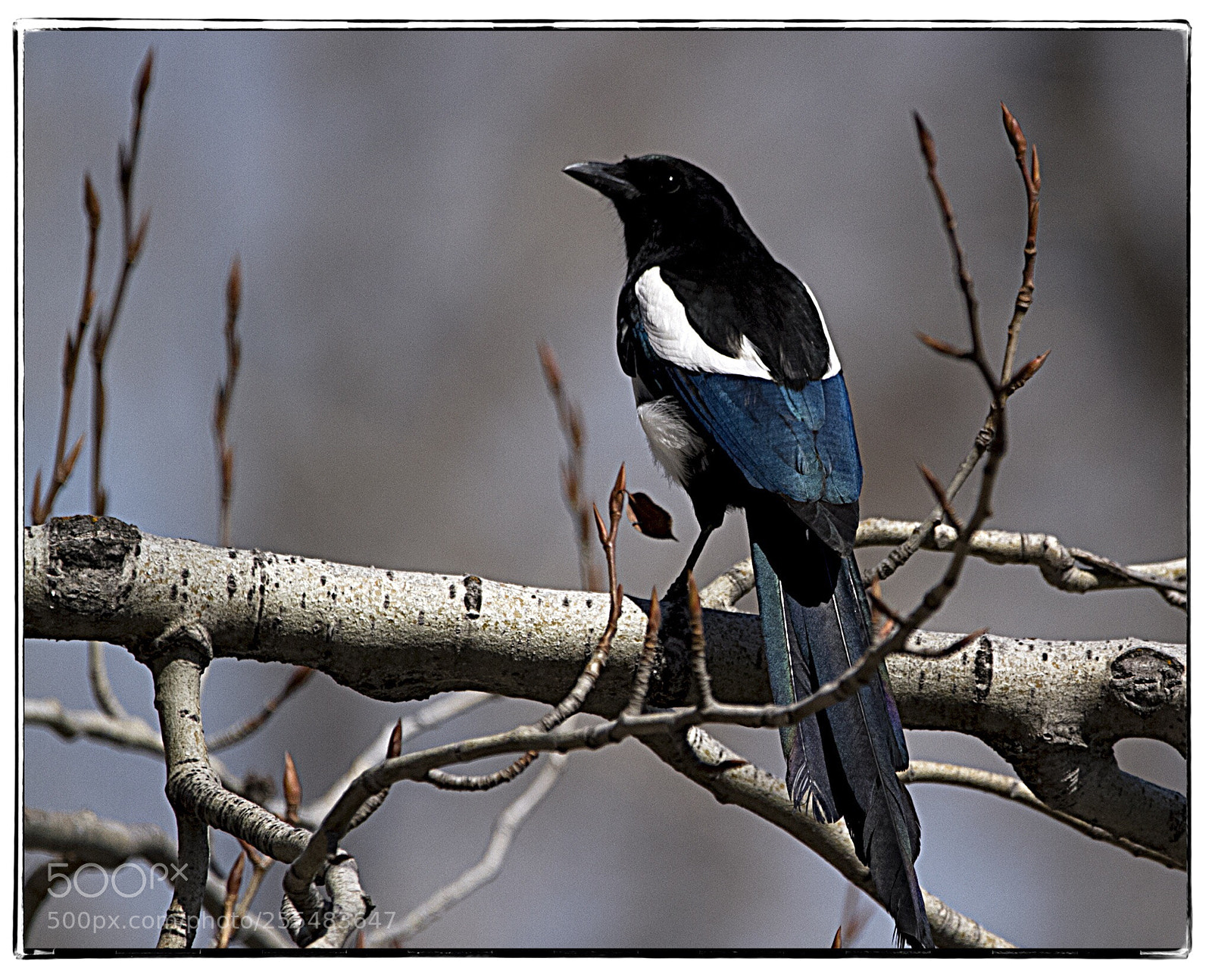 Canon EOS 7D sample photo. Magpie photography