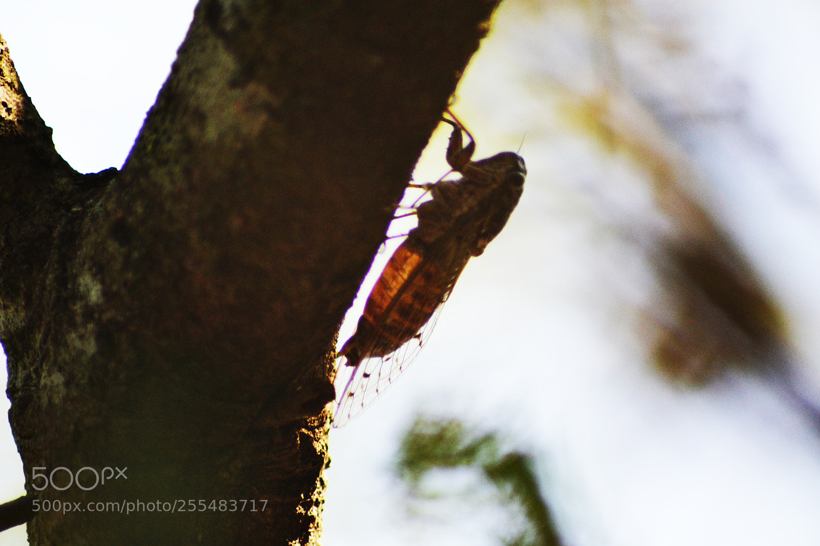 Nikon D3100 sample photo. Cicadidae 2 photography