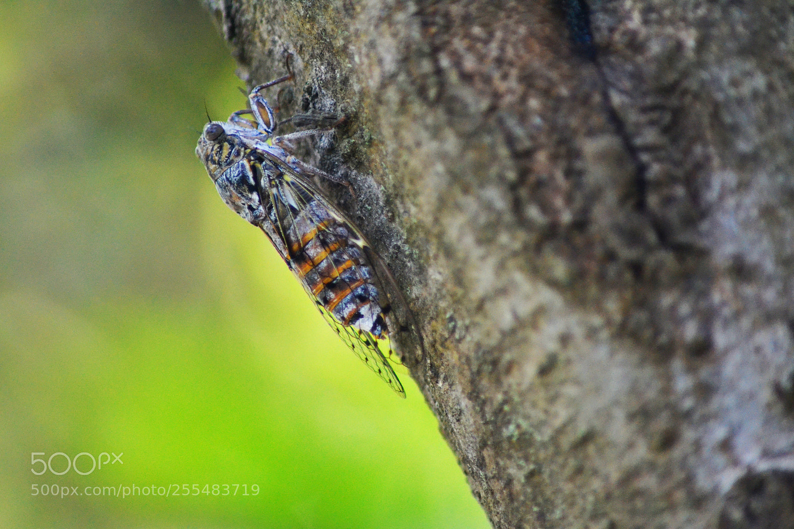 Nikon D3100 sample photo. Cicadidae 1 photography