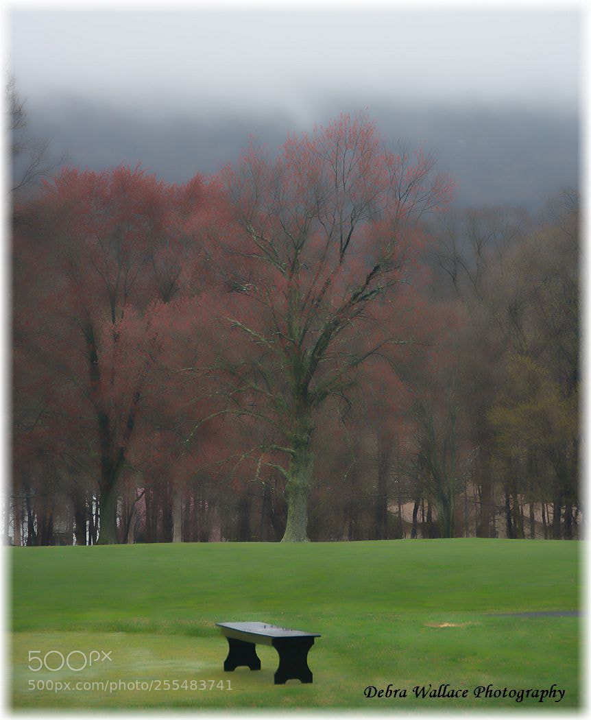 Nikon D7100 sample photo. Springtime fog at the photography
