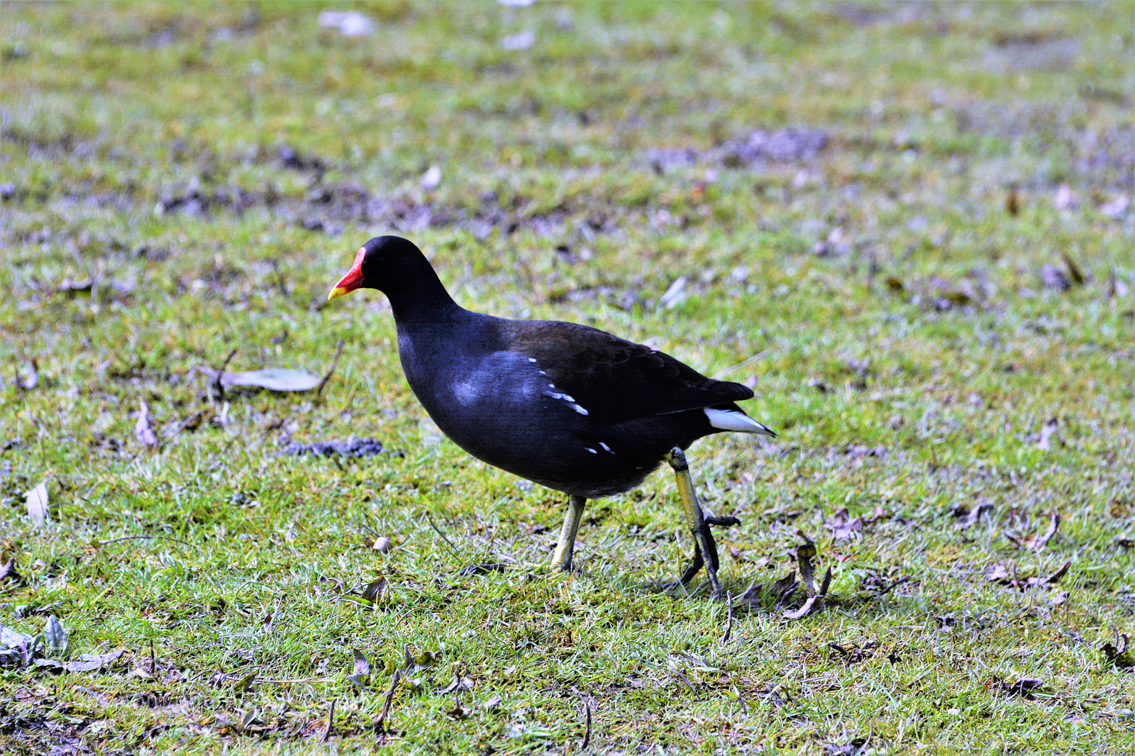 Nikon D7100 sample photo. Moorhen photography