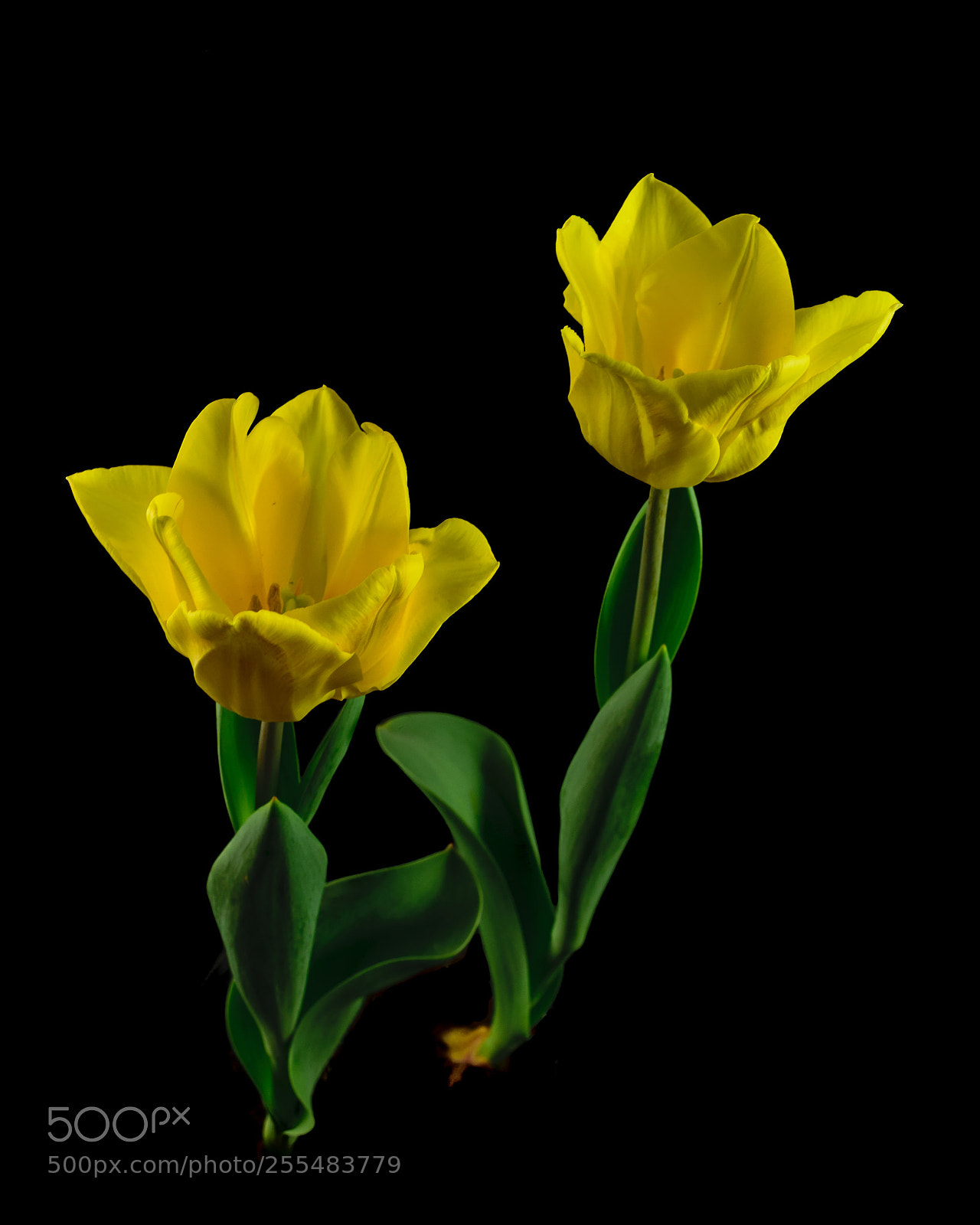 Nikon D5300 sample photo. Two tulips photography