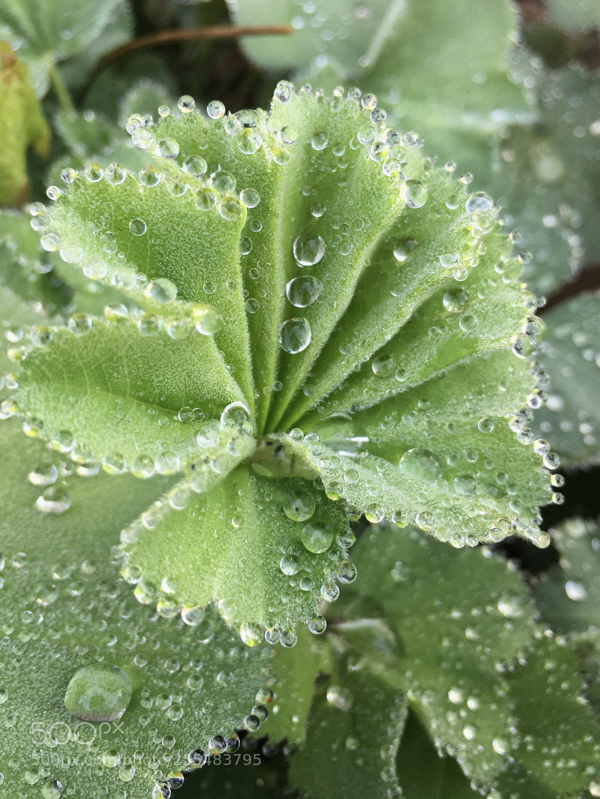 Apple iPhone 6s sample photo. Diamond-placer photography