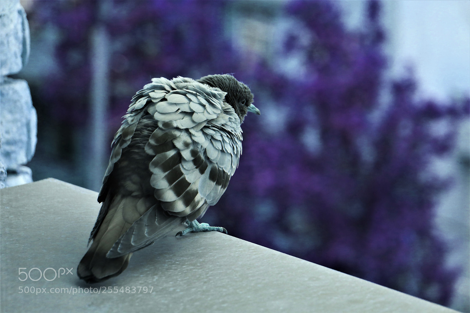 Canon EOS 80D sample photo. Unconfident bird photography