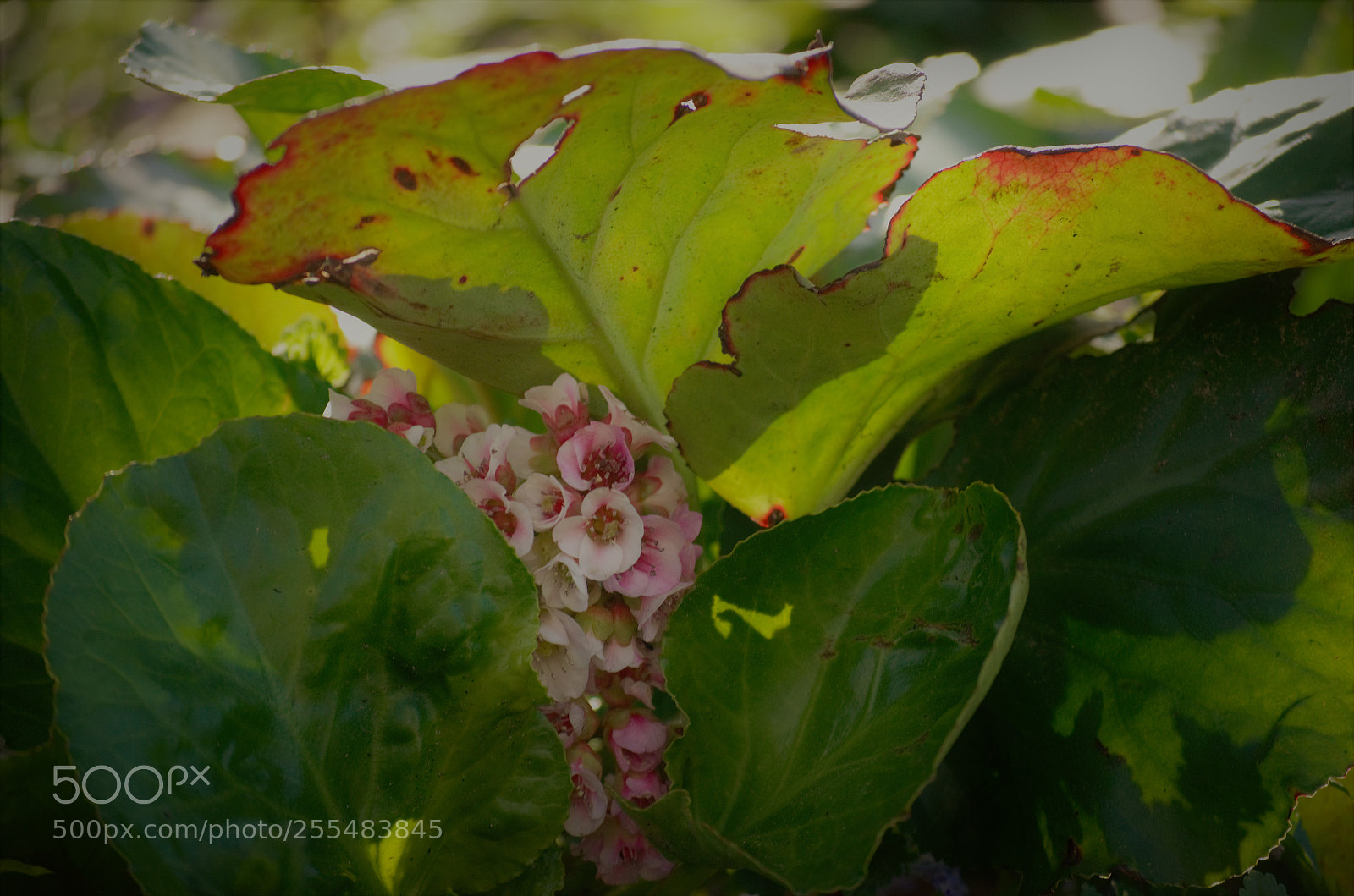 Nikon D5100 sample photo. Hidden petals photography