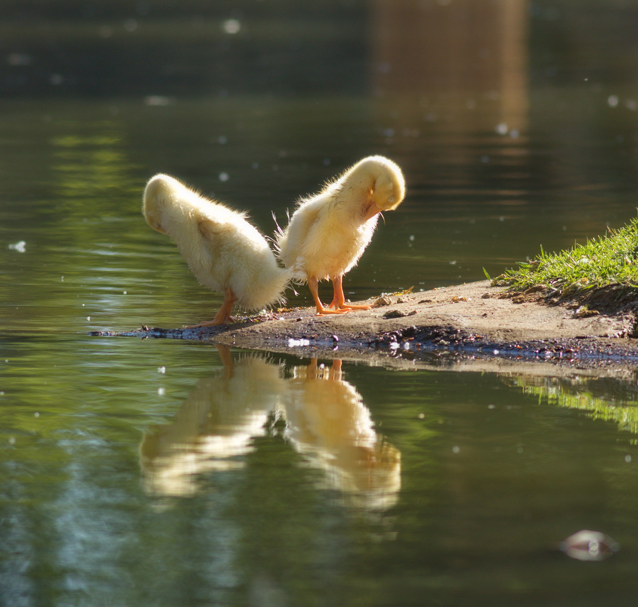 Canon EOS 7D Mark II + Canon EF 400mm F5.6L USM sample photo. X marks the spot photography