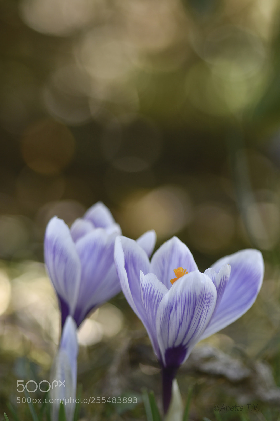 Nikon D5500 sample photo. Crocus with bubbles .. photography