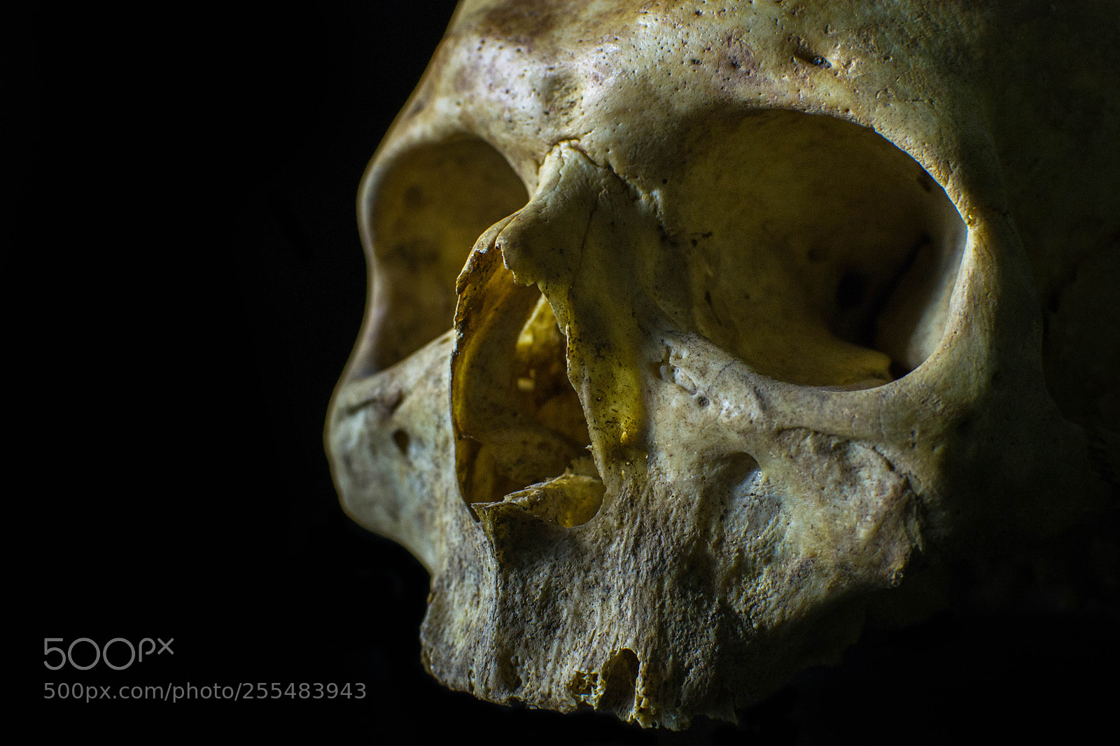 Nikon D3100 sample photo. Skull photography