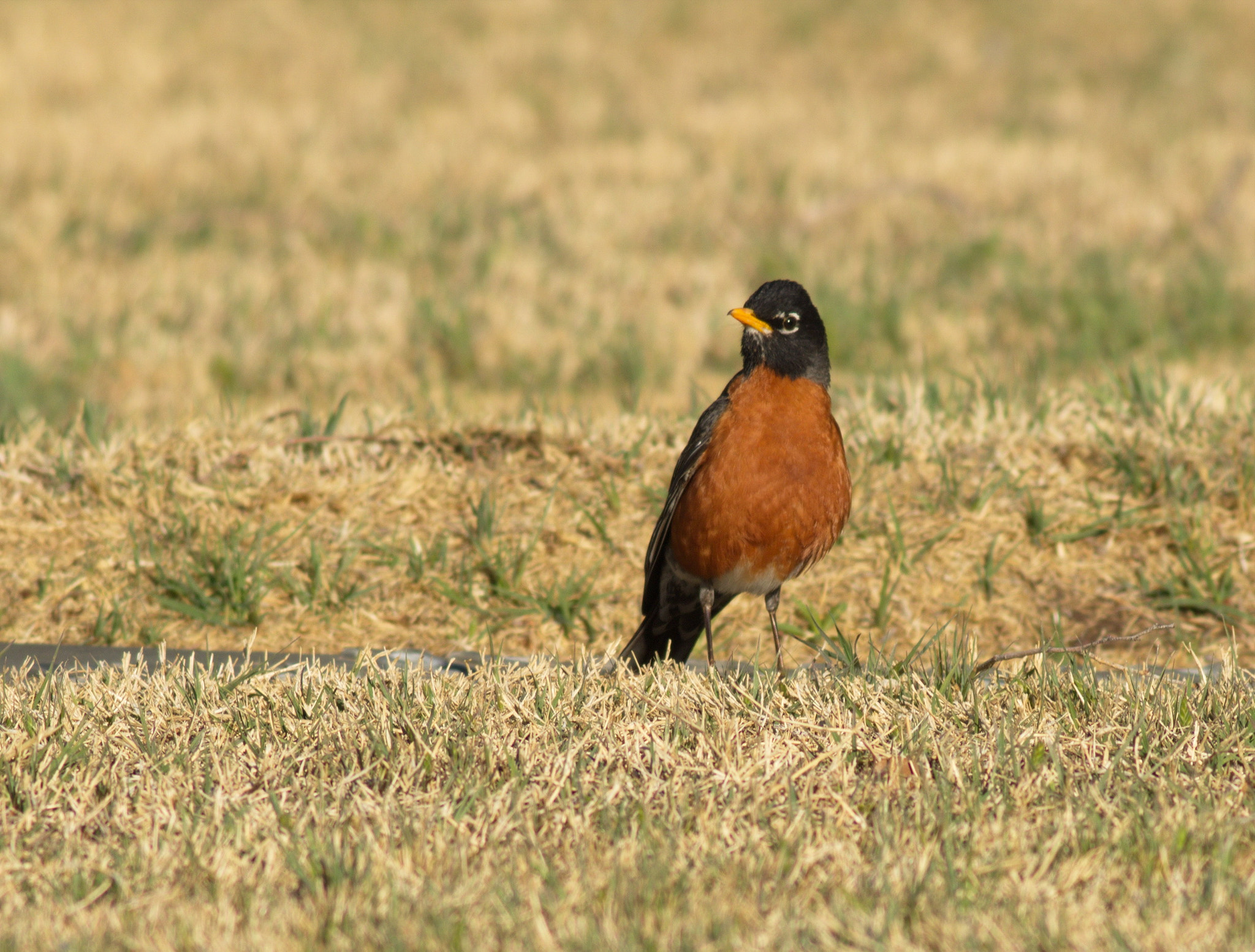 Canon EF 400mm F5.6L USM sample photo. Morning light photography