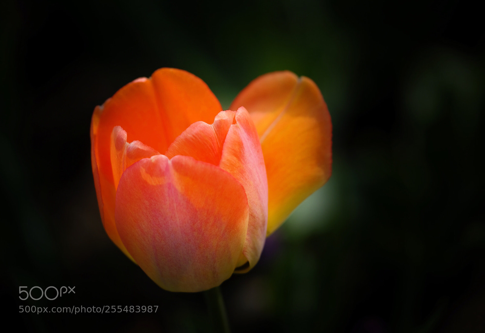 Fujifilm X-T2 sample photo. Tulip photography