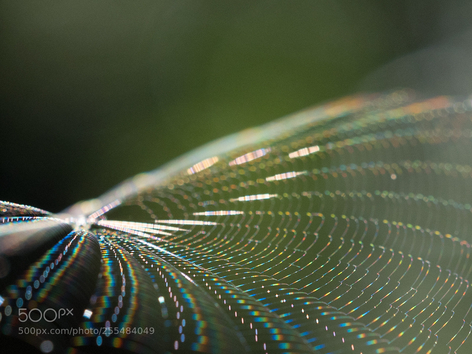 Olympus OM-D E-M5 II sample photo. The whisper of the photography
