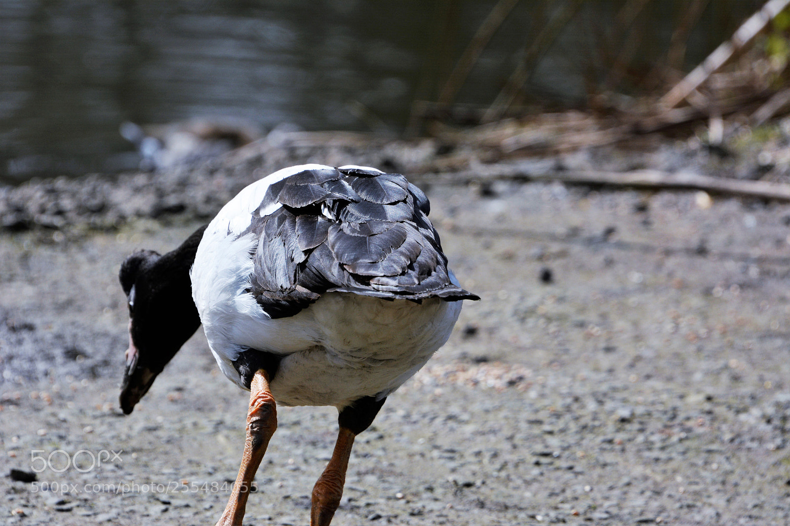 Nikon D7100 sample photo. Magpie goose photography