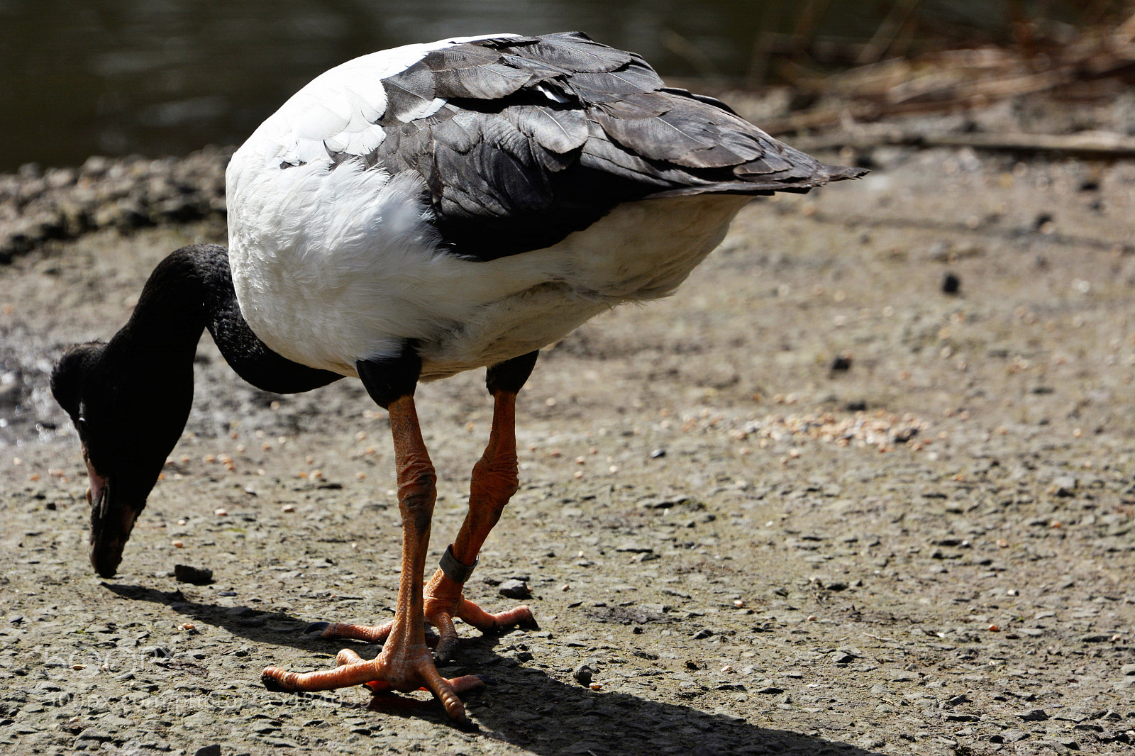 Nikon D7100 sample photo. Magpie goose photography
