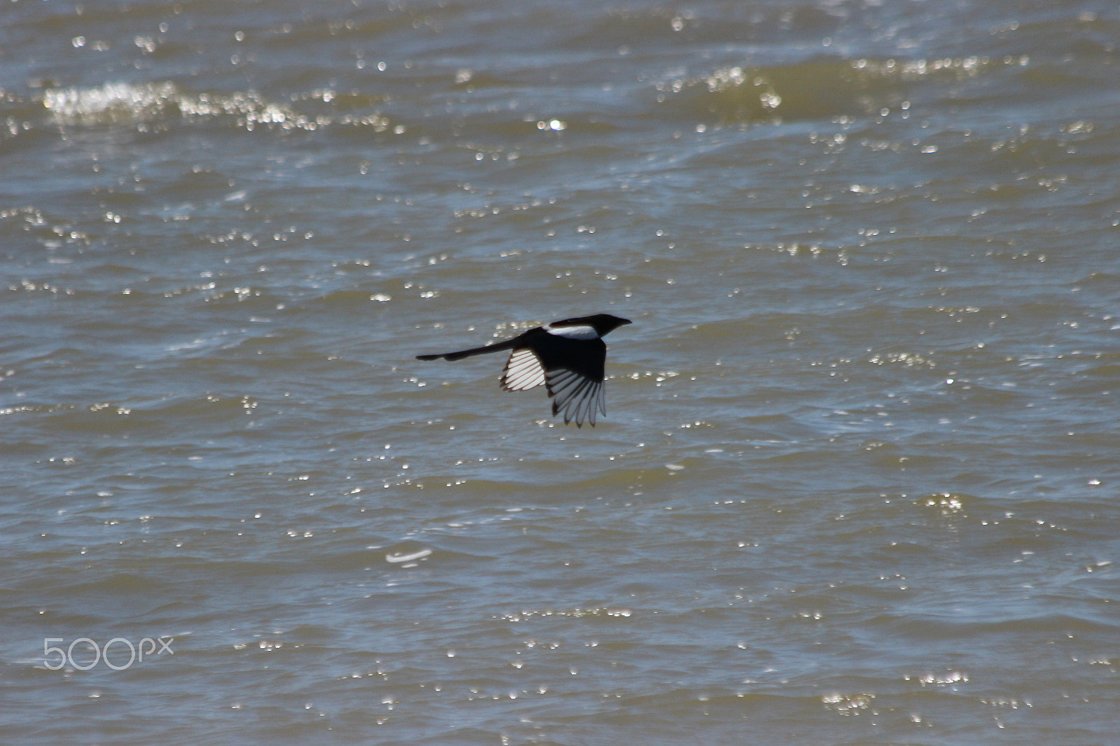 Canon EF 70-300mm F4-5.6 IS USM sample photo. Wings photography