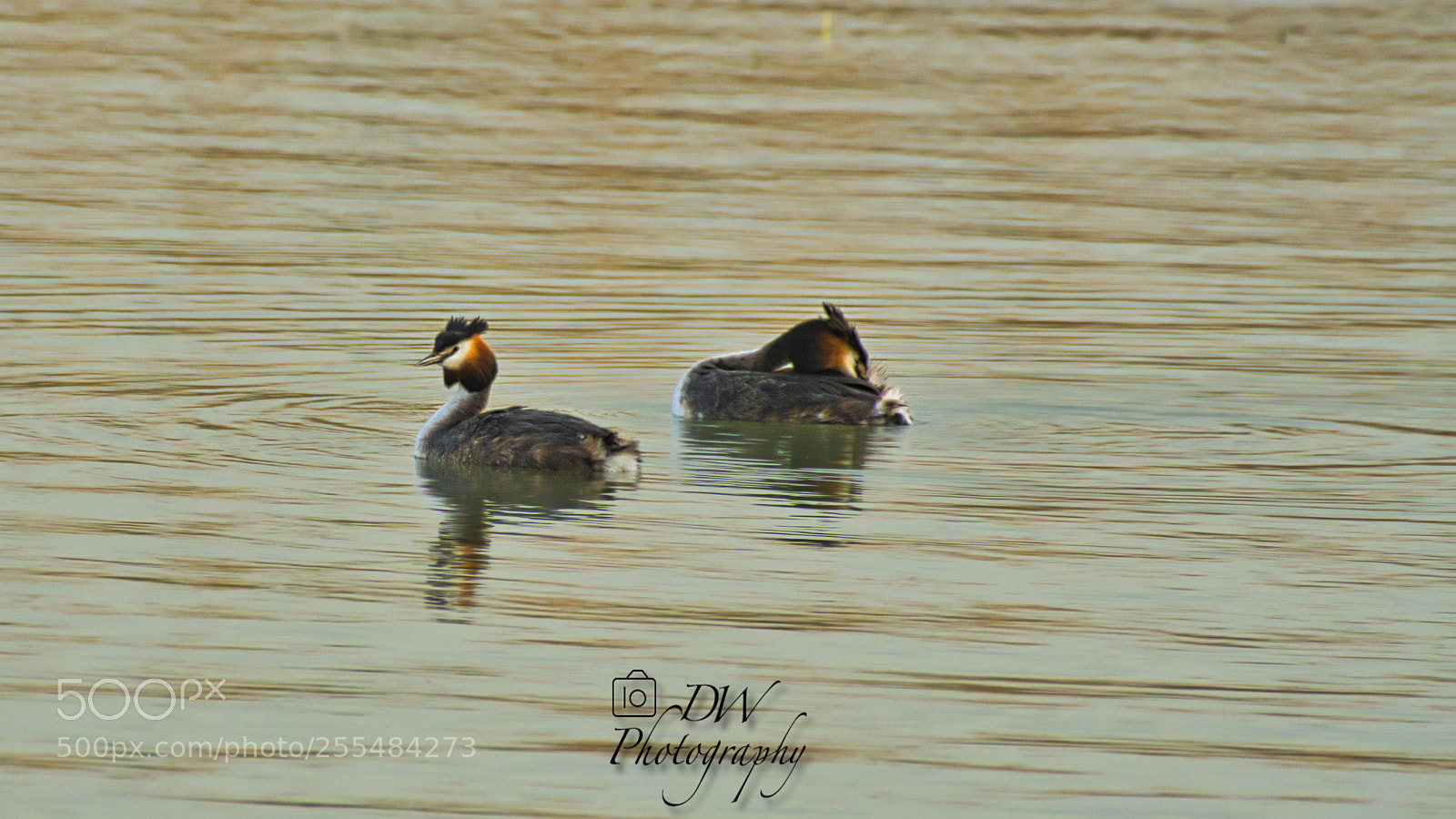 Nikon D500 sample photo. Great crested grebe at photography