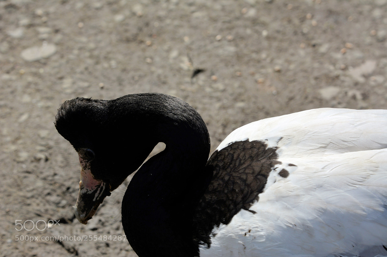 Nikon D7100 sample photo. Magpie goose photography