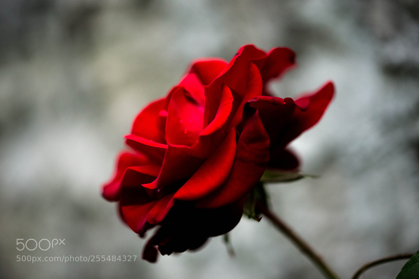 Nikon D800 sample photo. Rose photography