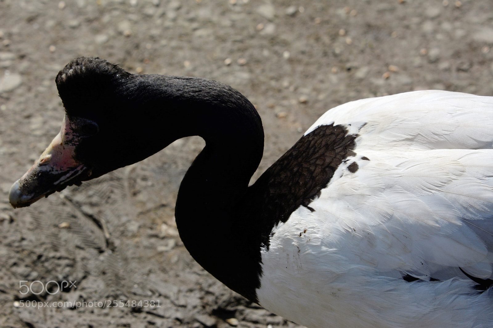 Nikon D7100 sample photo. Magpie goose photography