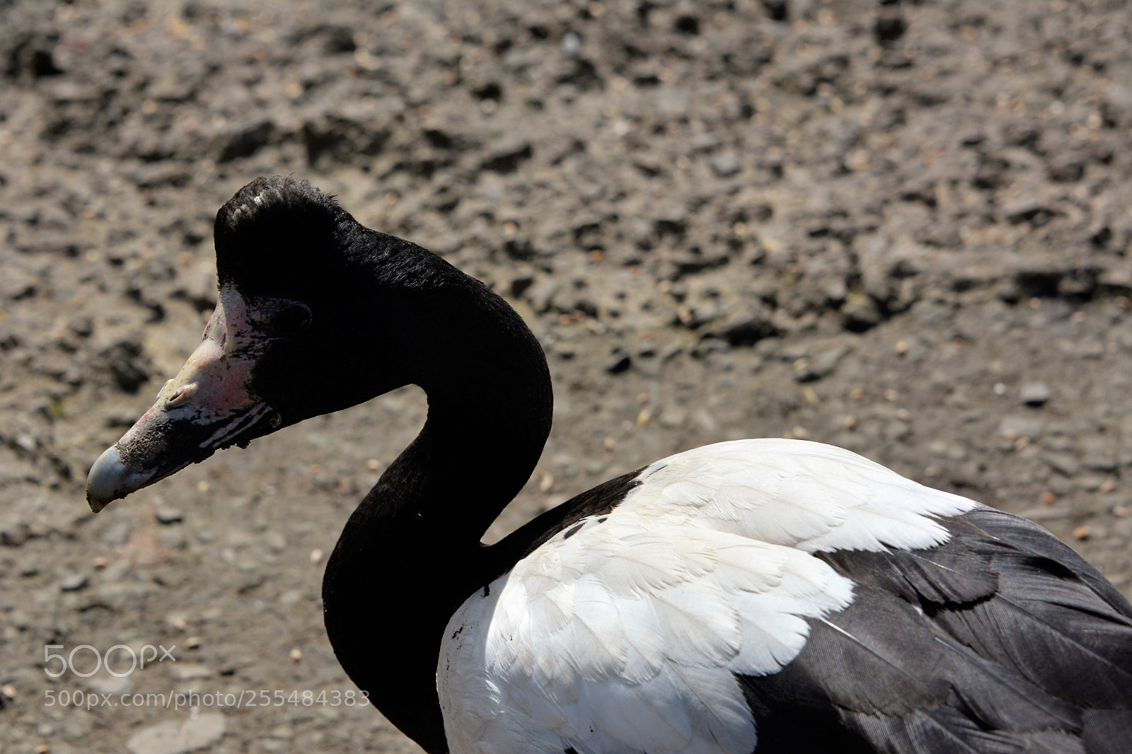 Nikon D7100 sample photo. Magpie goose photography