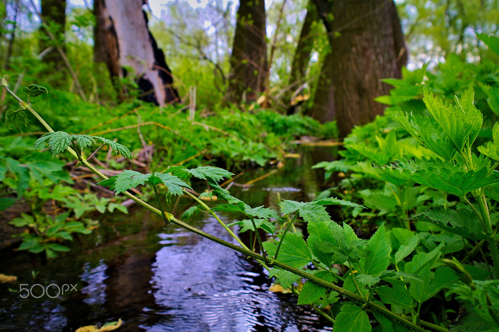 Samsung NX5 sample photo. Landscape photography