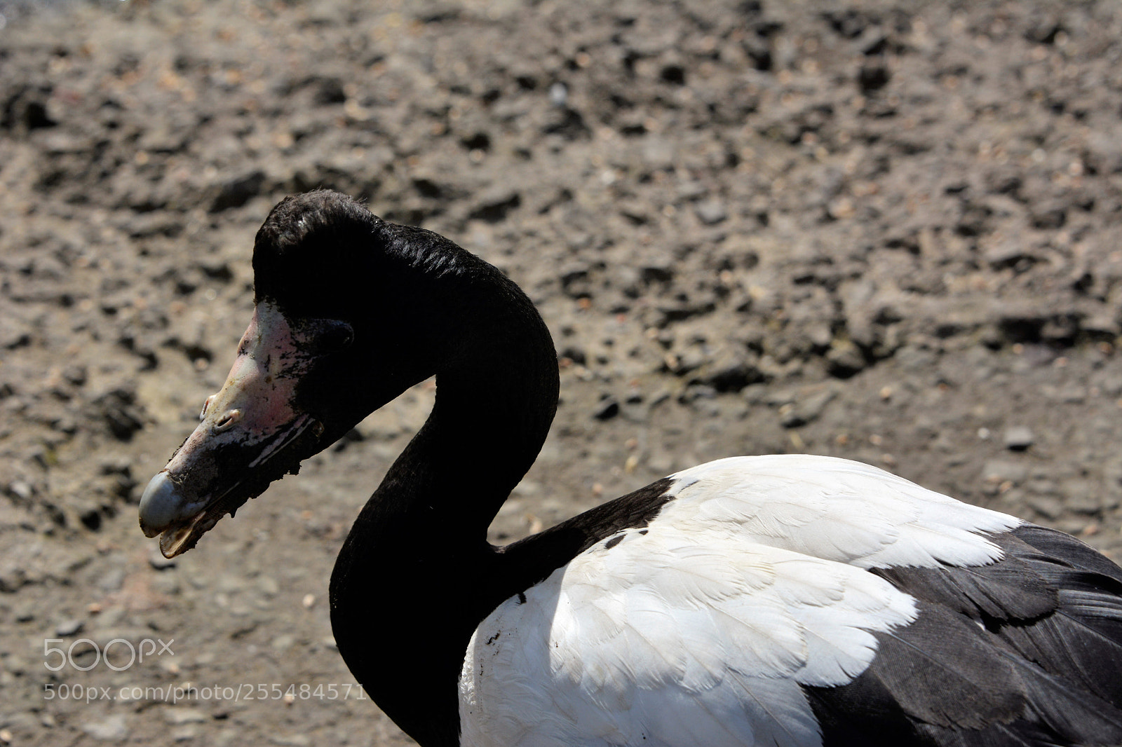 Nikon D7100 sample photo. Magpie goose photography