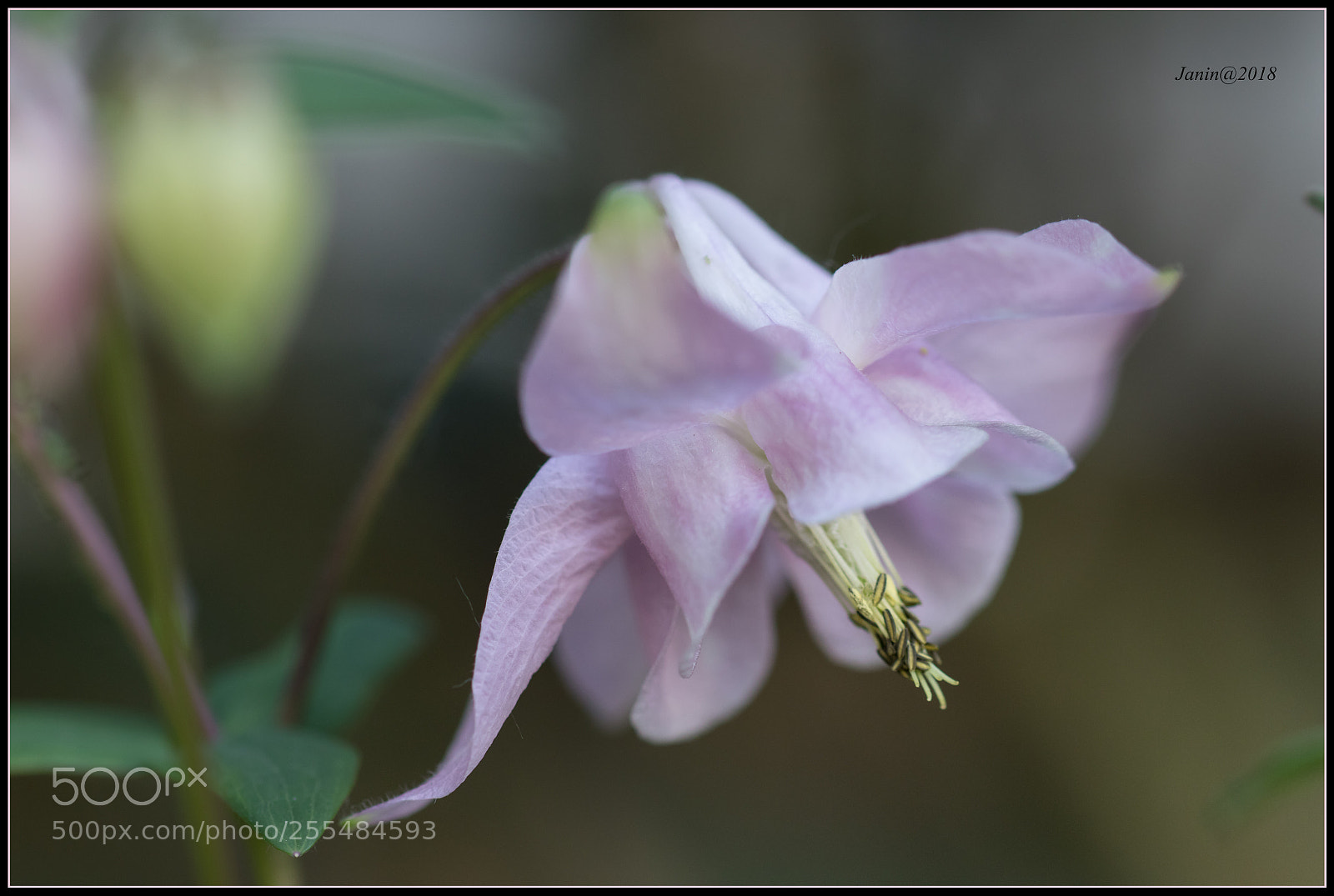 Canon EOS 77D (EOS 9000D / EOS 770D) sample photo. Pink flower (aquilegia vulgaris) photography