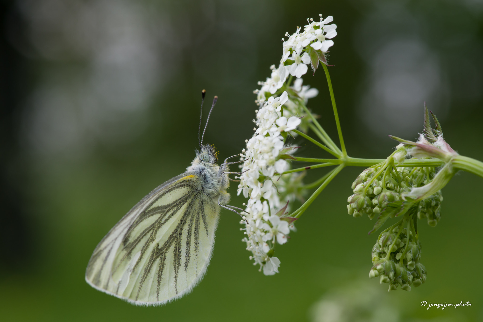Pentax K-1 Mark II sample photo. Green-veined white photography