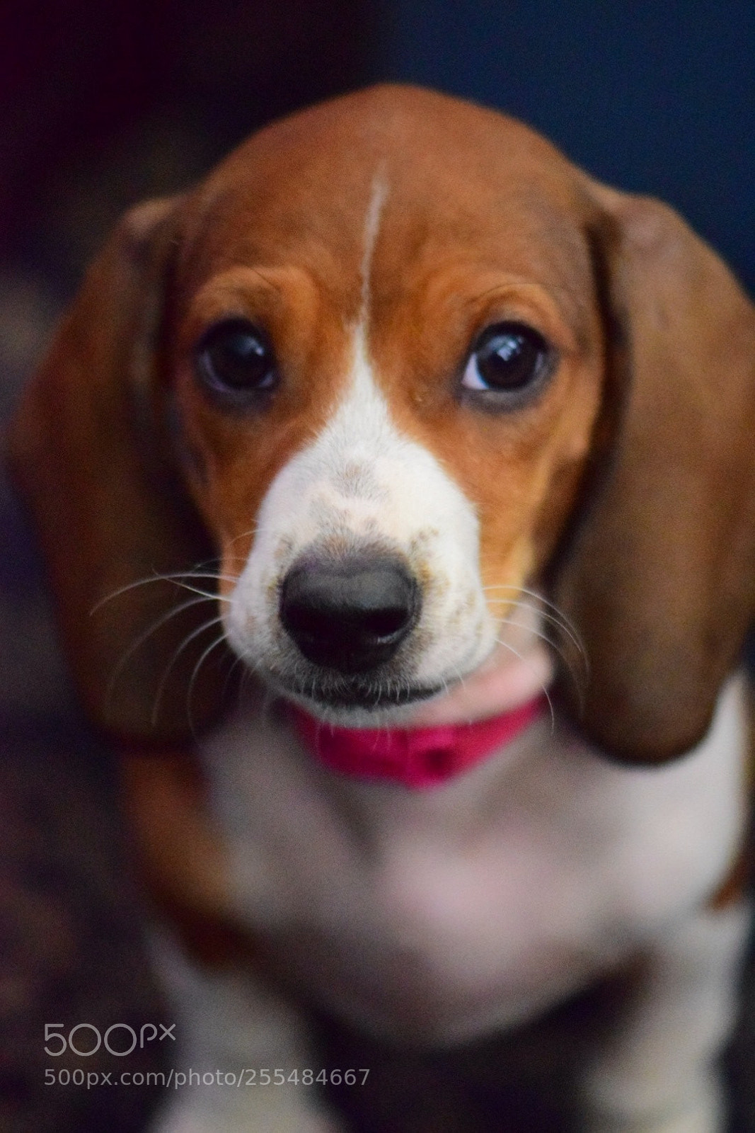 Nikon D5300 sample photo. Baby fern photography