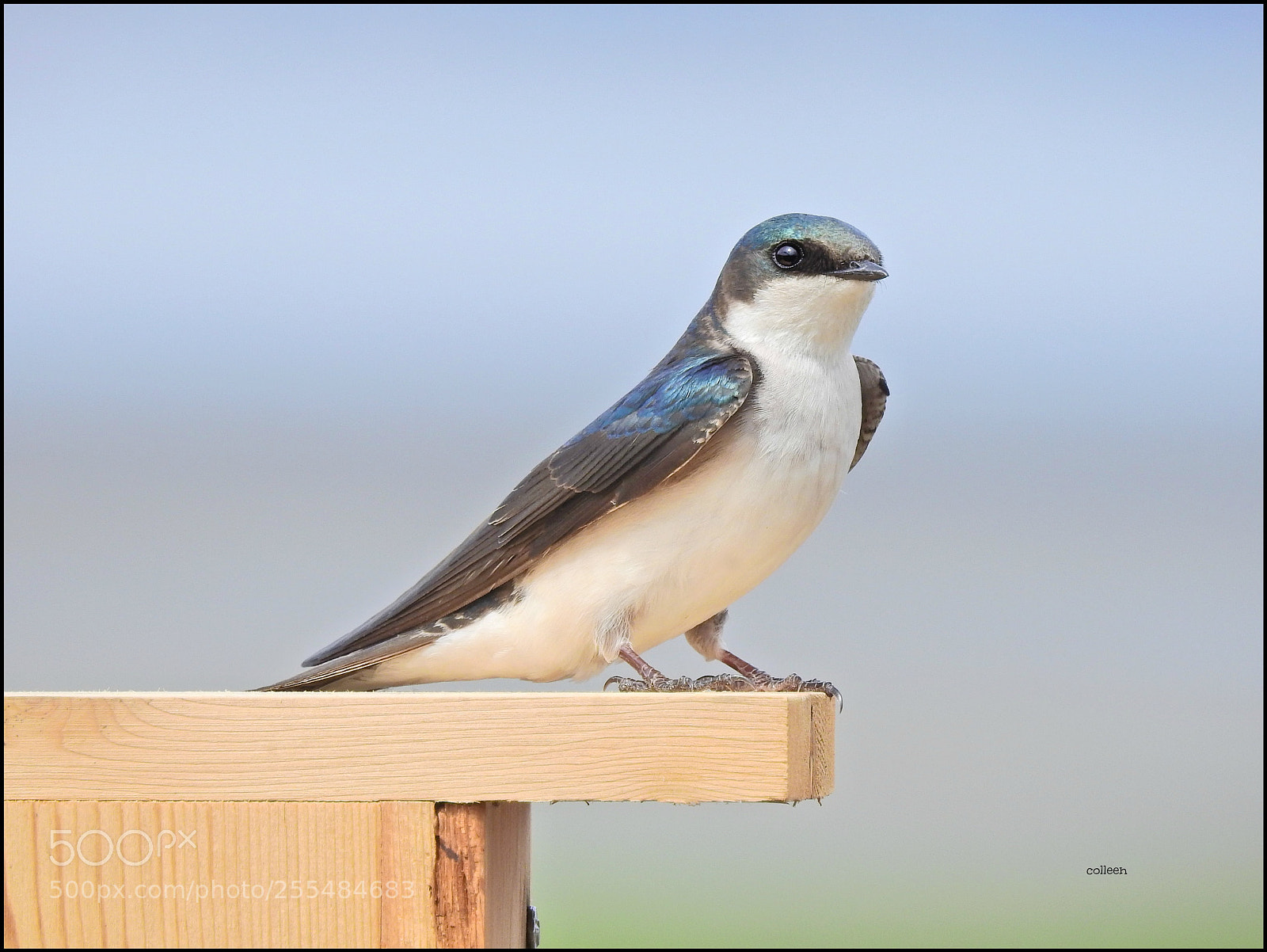 Nikon Coolpix P900 sample photo. The swallows have returned photography
