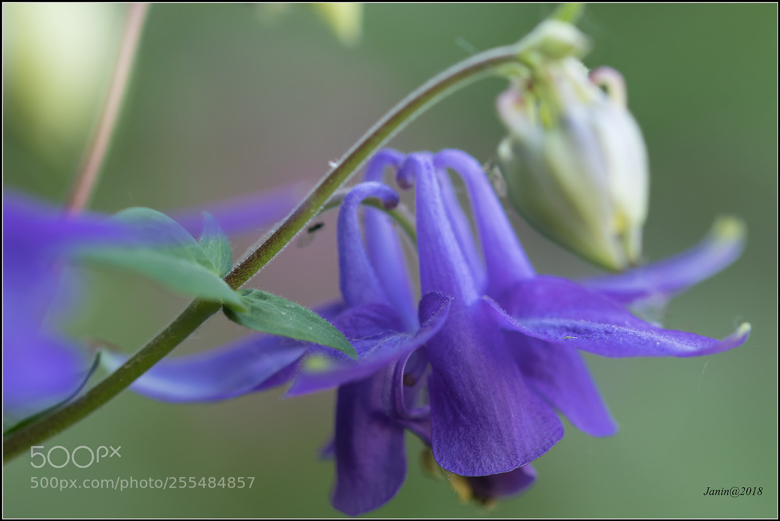 Canon EOS 77D (EOS 9000D / EOS 770D) sample photo. Purple flower (aquilegia vulgaris) photography