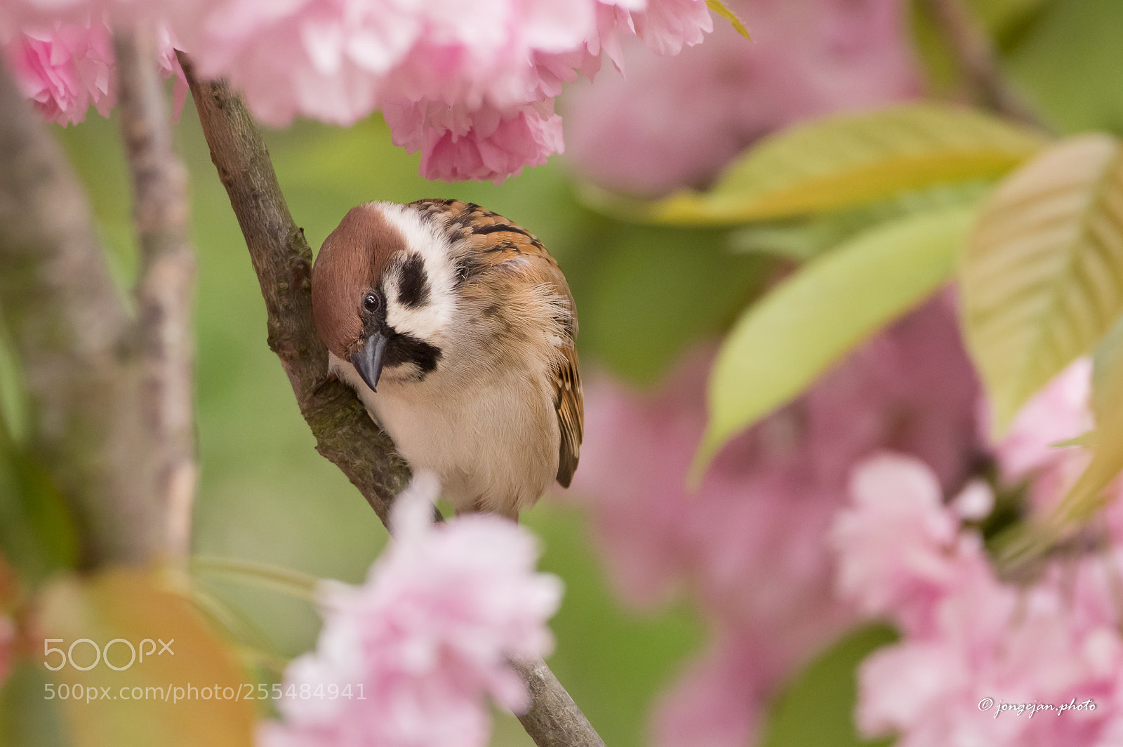 Pentax K-3 II sample photo. Ringmus photography
