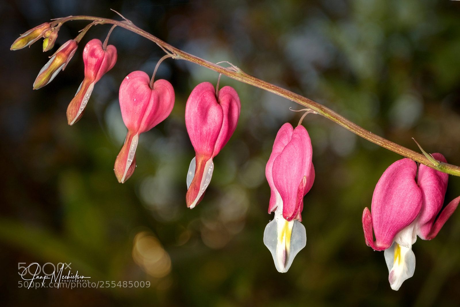 Canon EOS 7D Mark II sample photo. Gebroken hartje photography