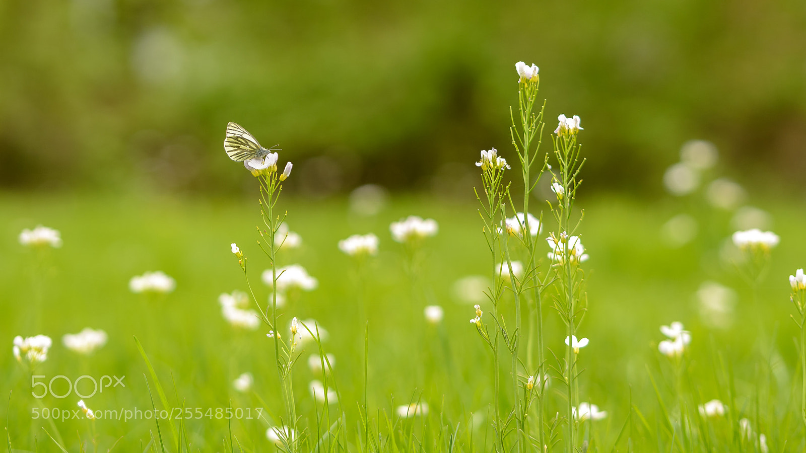 Nikon D5100 sample photo. Springflowers with butterfly photography