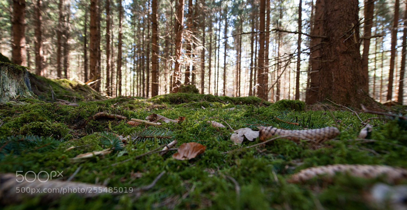 Nikon D800 sample photo. Waldspaziergang photography