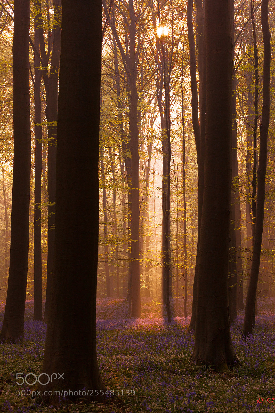Canon EOS 5D Mark II sample photo. Golden light photography