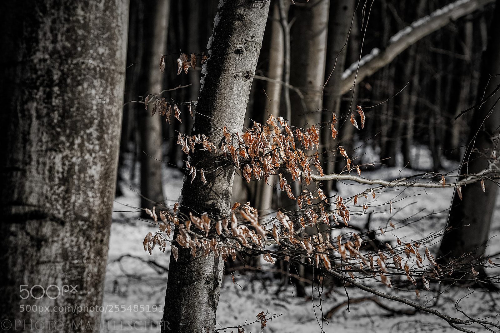 Fujifilm X-T2 sample photo. Die bl tter vom photography