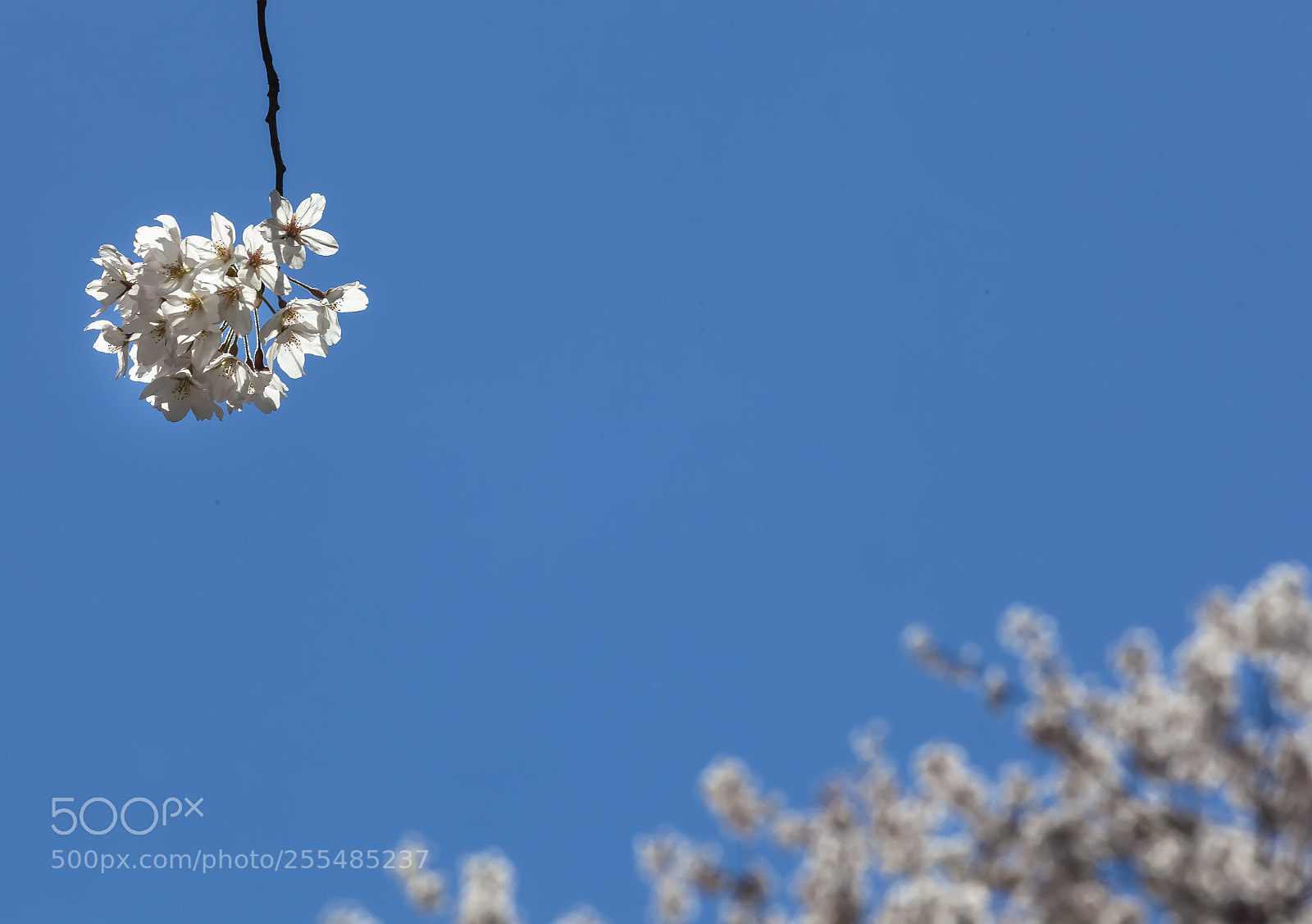 Canon EOS 5D Mark II sample photo. Cherry blossoms photography