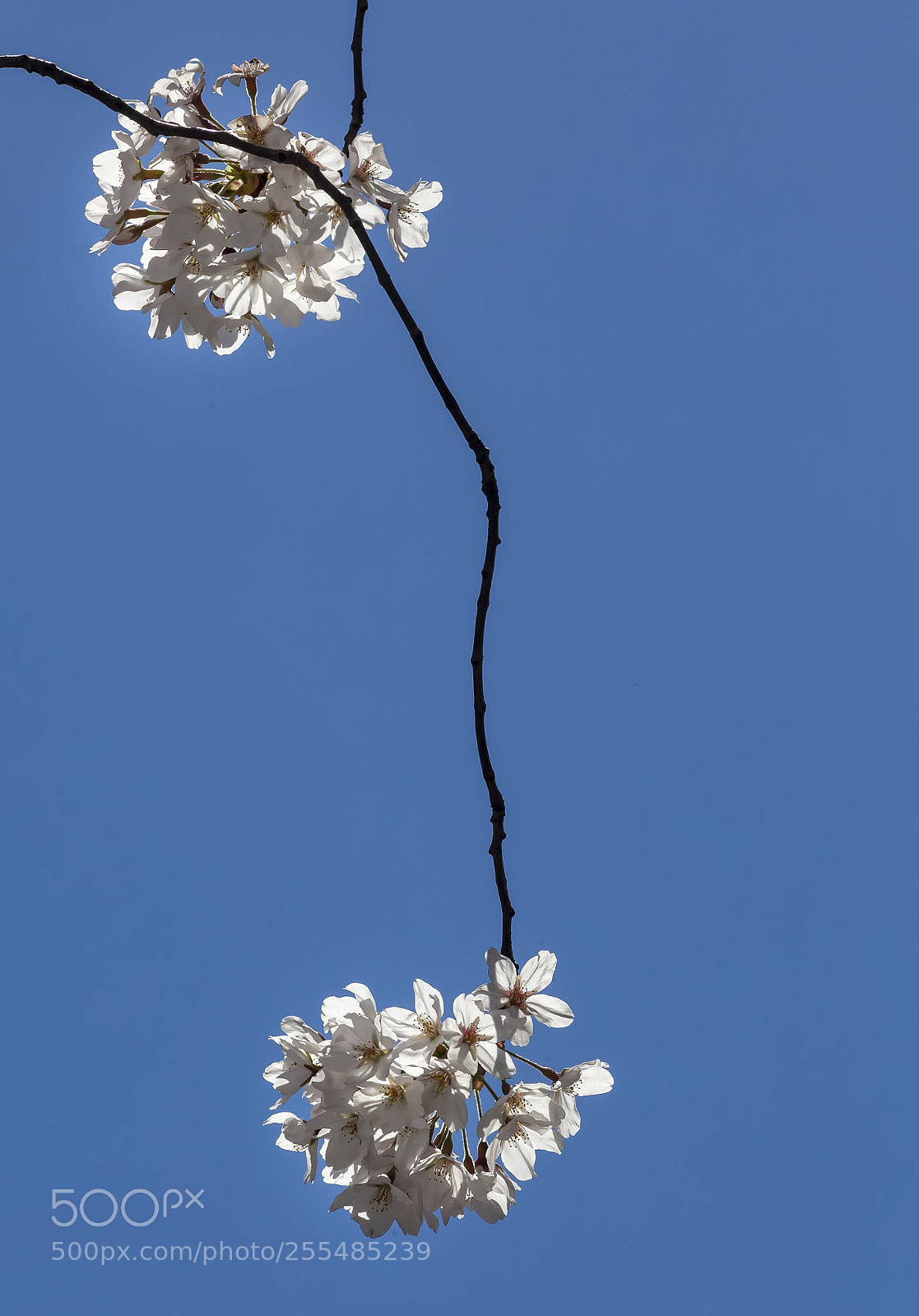 Canon EOS 5D Mark II sample photo. Cherry blossoms photography