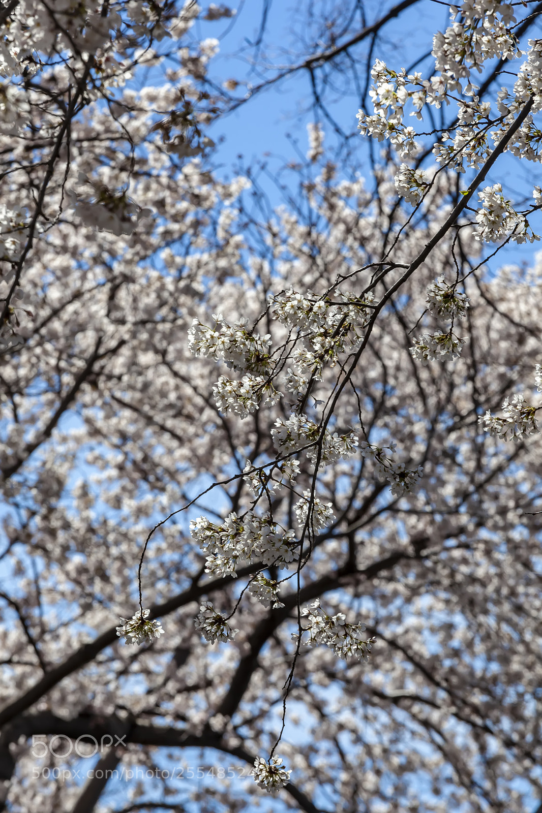 Canon EOS 5D Mark II sample photo. Cherry trees photography