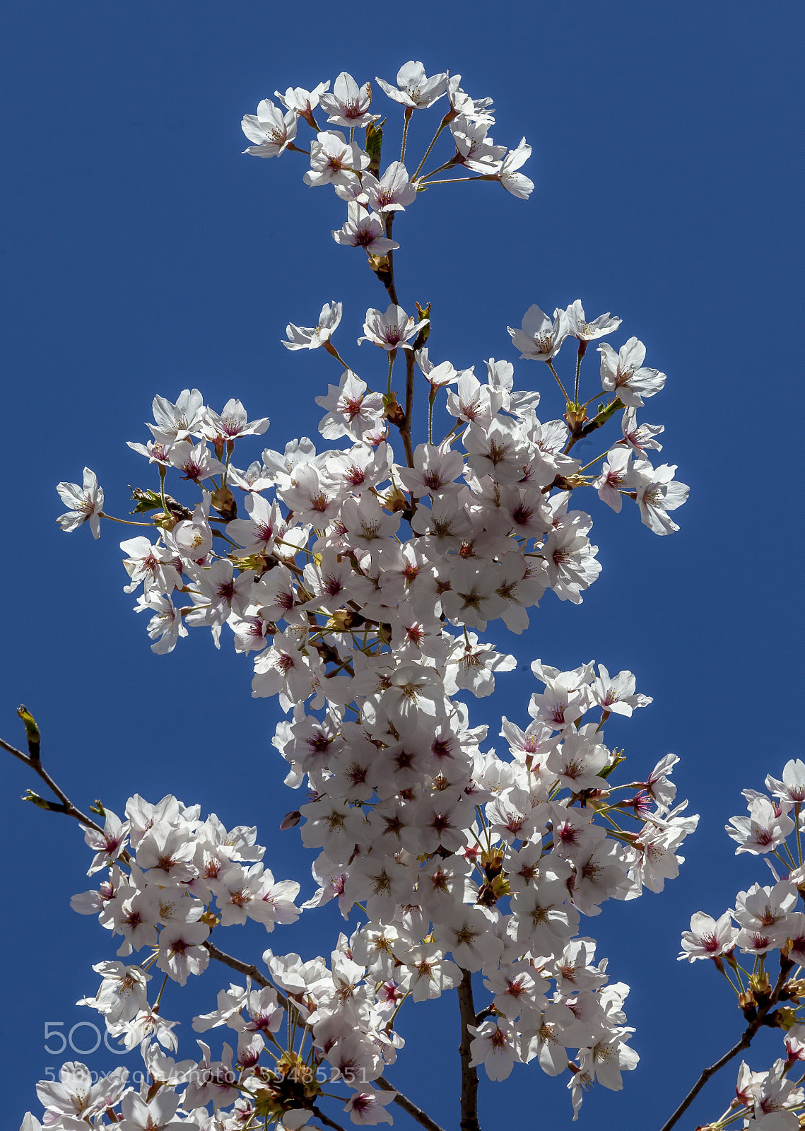 Canon EOS 5D Mark II sample photo. Cherry blossoms photography