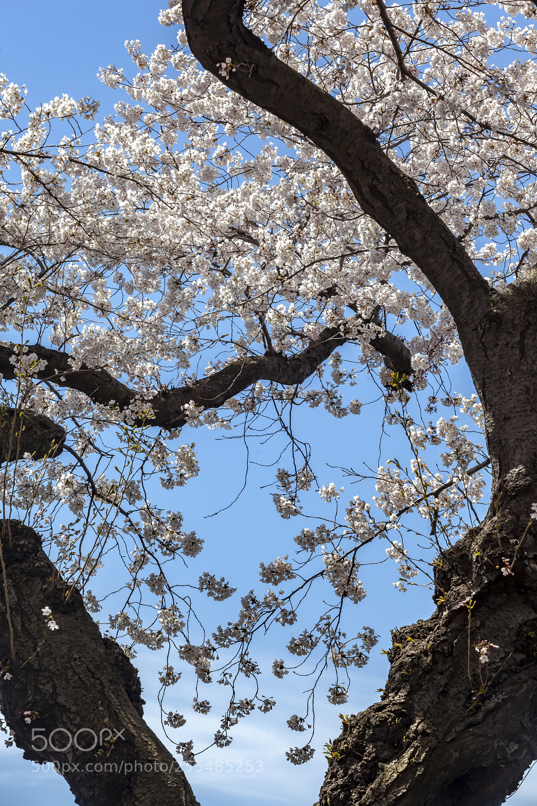 Canon EOS 5D Mark II sample photo. Cherry trees photography