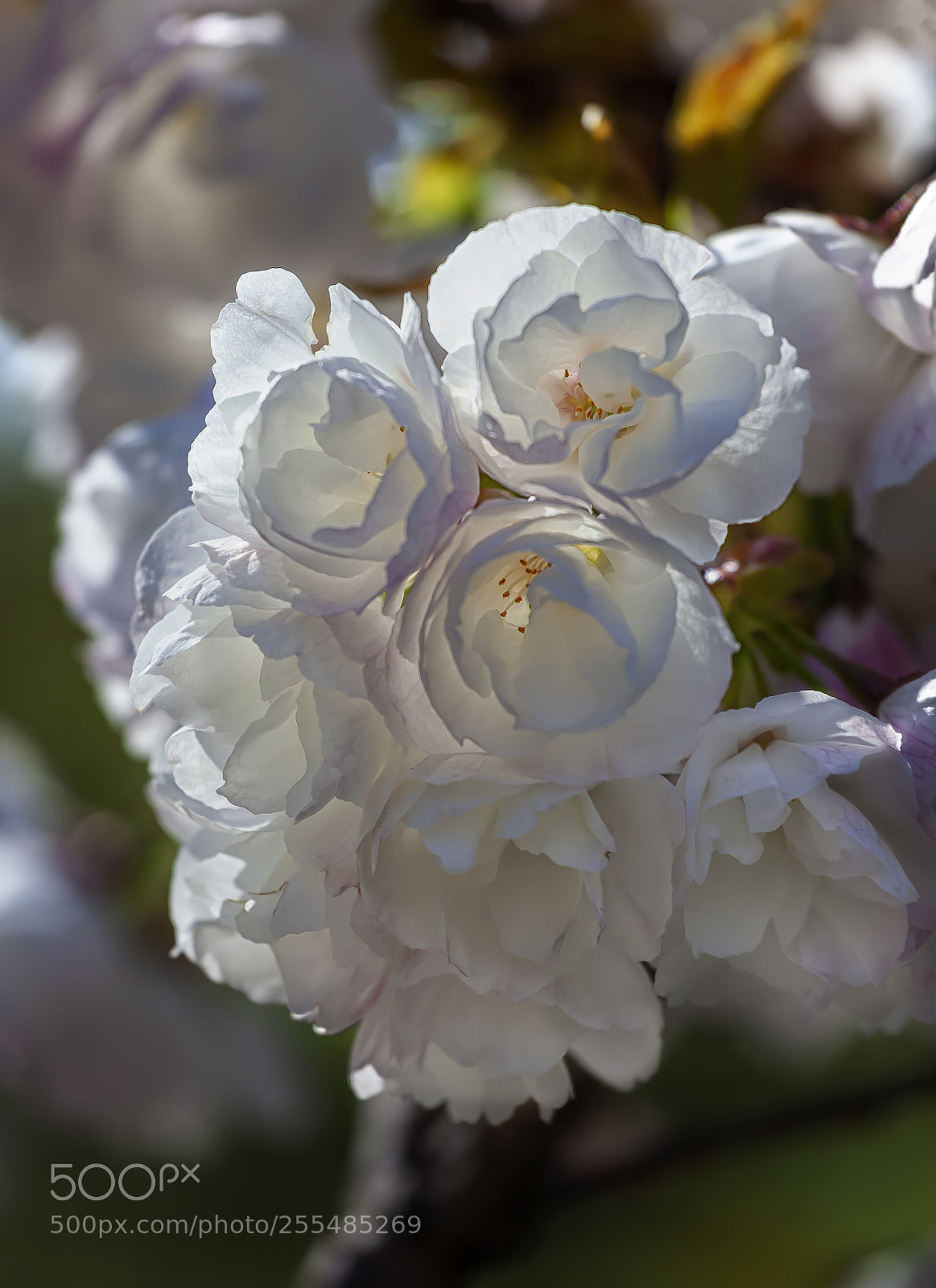 Canon EOS 5D Mark II sample photo. Cherry blossoms photography