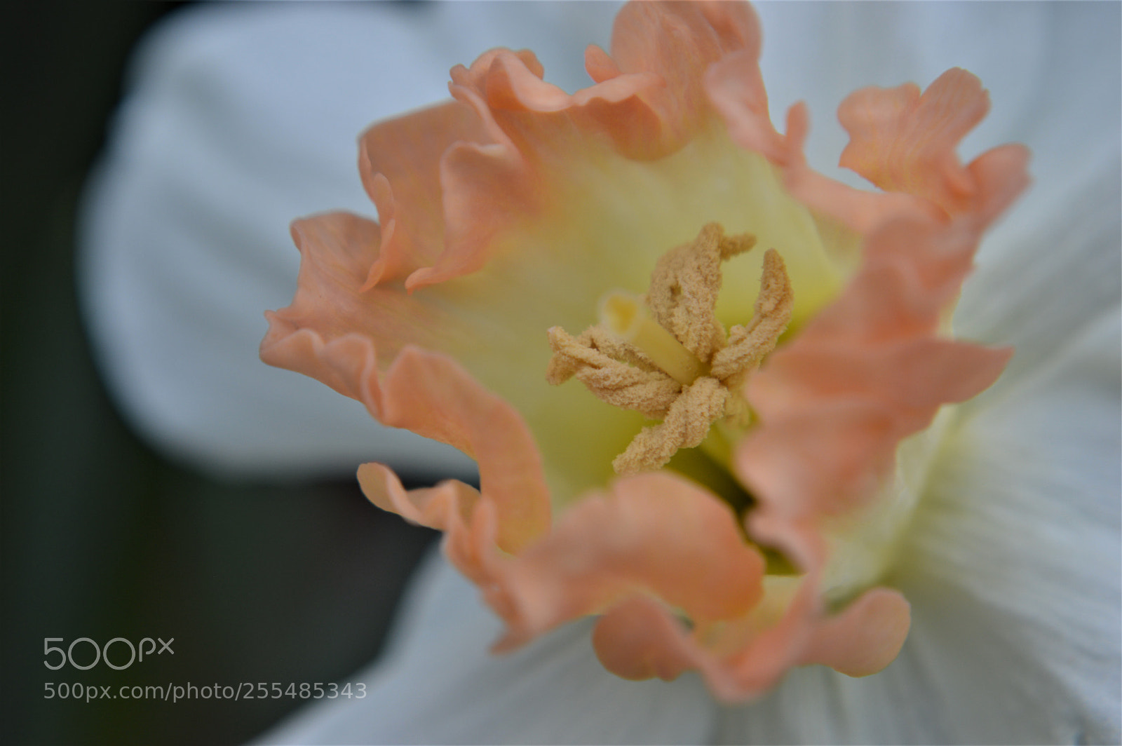 Nikon D3200 sample photo. Daffodil with a cinnamon photography