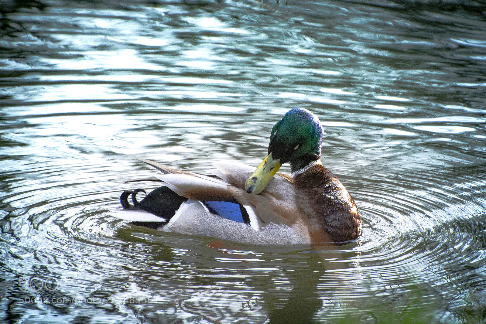 Nikon D7200 sample photo. Duck photography