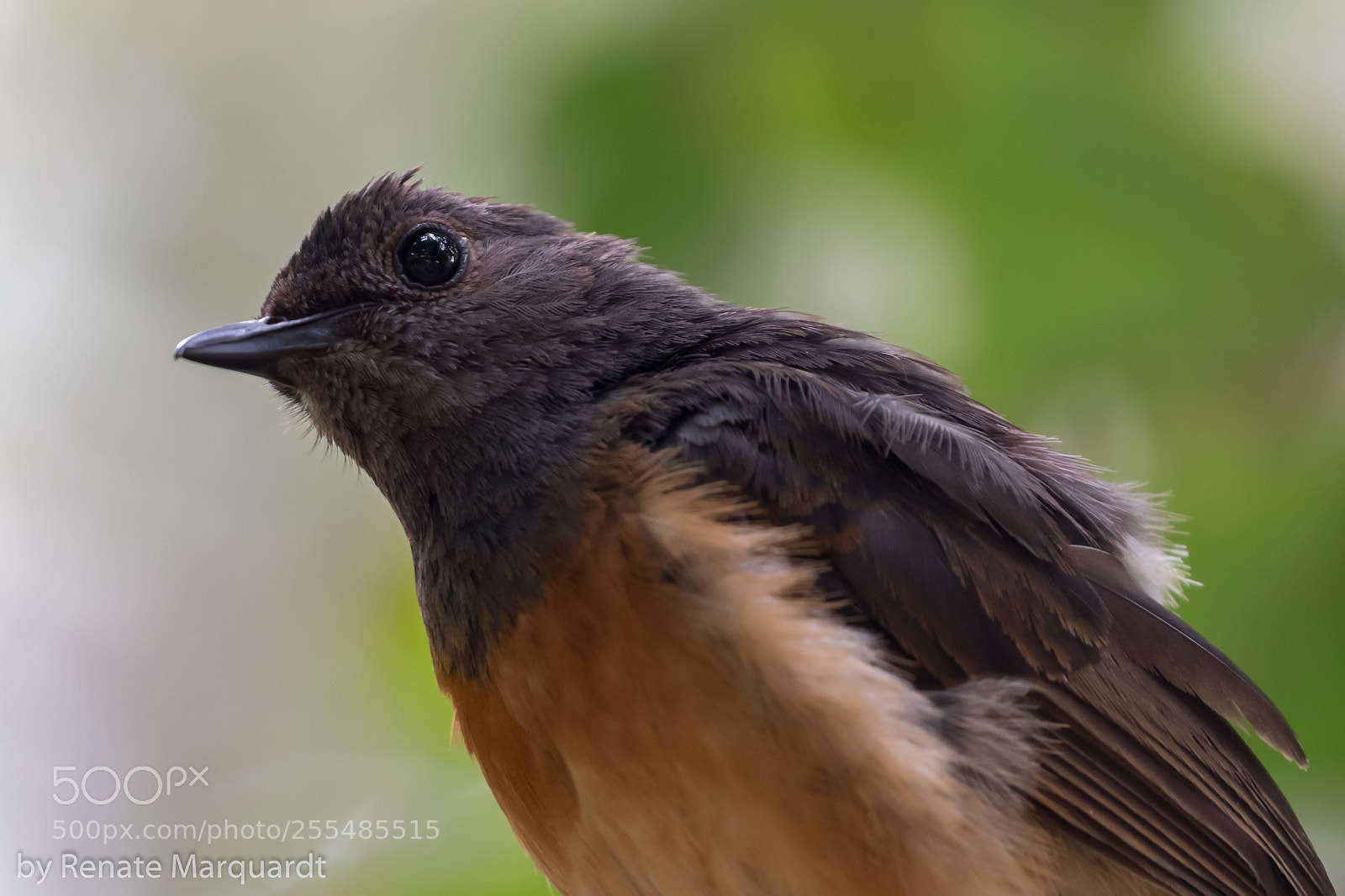Canon EOS 7D Mark II sample photo. Schamadrossel (copsychus malabaricus) ... photography