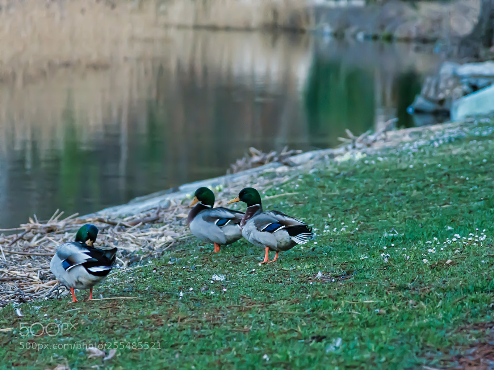 Nikon D7200 sample photo. Mallard photography