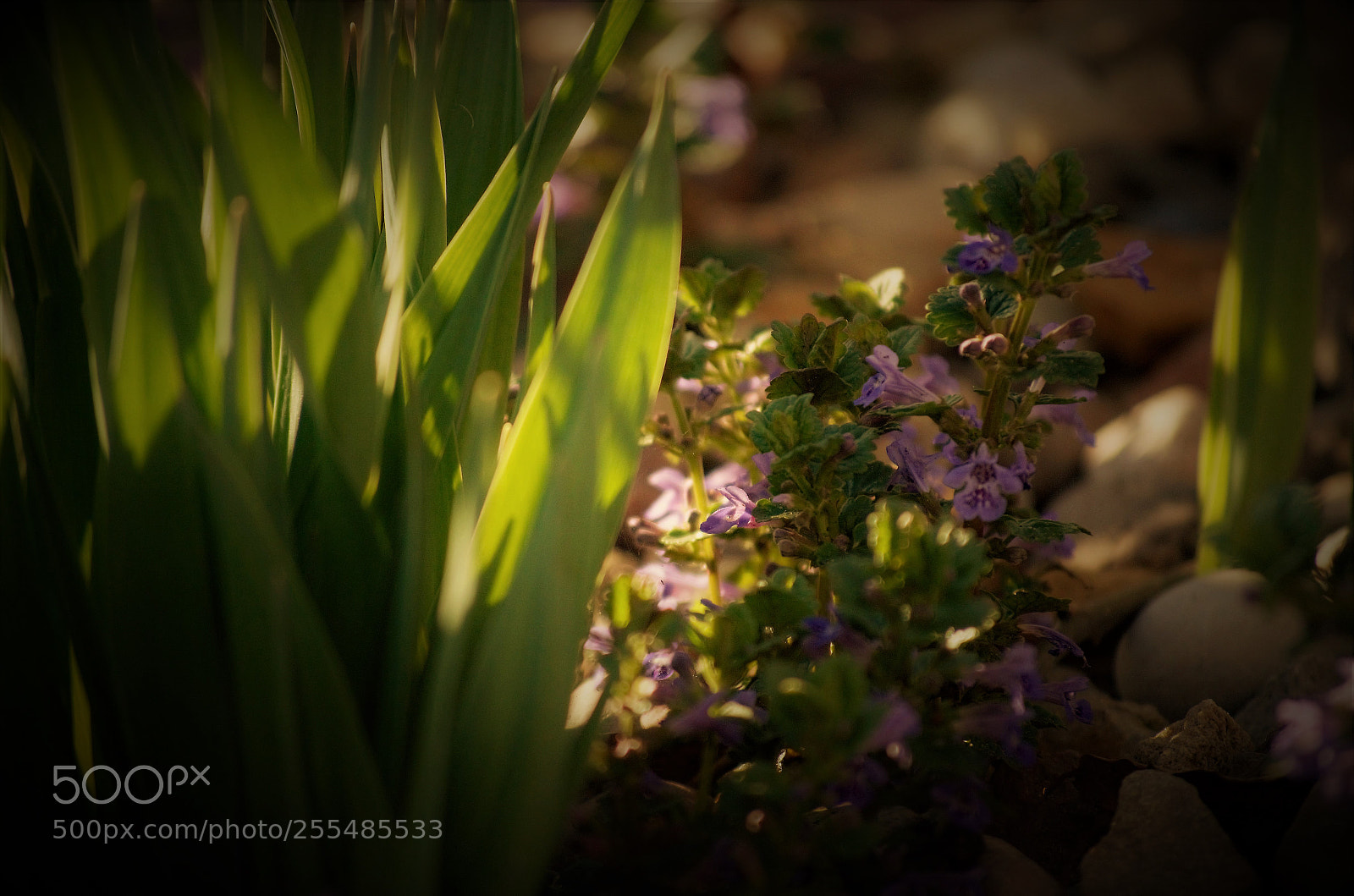 Nikon D5100 sample photo. Sunspot plants photography